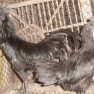 Ayam Cemani Indukan 7 bulan Jual Ayam Hias HP : 08564 77 23 888 | BERKUALITAS DAN TERPERCAYA Ayam Cemani dengan Warna Hitam yang Khas