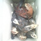 Ayam Phoenix 2 bulan Kirim Pulau Sabang