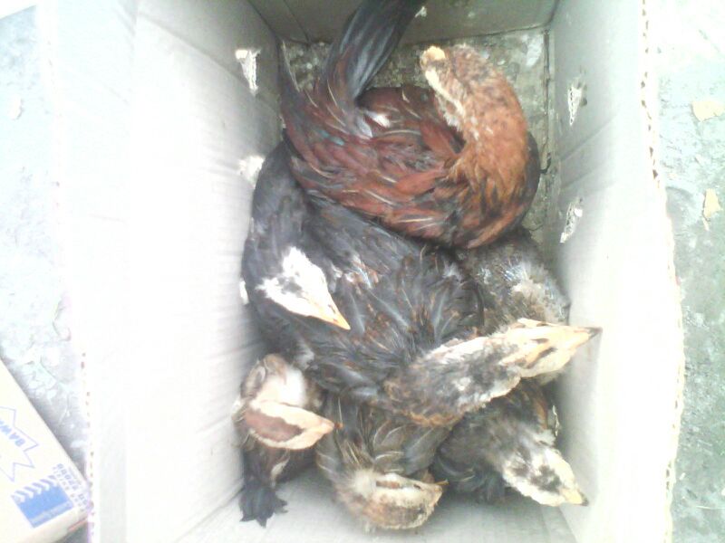 Ayam Phoenix 2 bulan Kirim Pulau Sabang