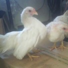 Ayam Serama Betina Ayam Serama dari Negeri Jiran Jual Ayam Hias HP : 08564 77 23 888 | BERKUALITAS DAN TERPERCAYA Ayam Serama dari Negeri Jiran Ayam Serama dari Negeri Jiran