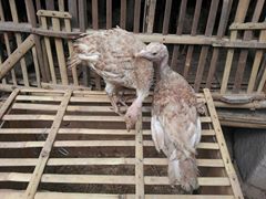 wpid bourbon red 1.jpg Pengiriman Berbagai Kalkun Pesanan Pak Yubi di Pati Jawa Tengah Jual Ayam Hias HP : 08564 77 23 888 | BERKUALITAS DAN TERPERCAYA Pengiriman Berbagai Kalkun Pesanan Pak Yubi di Pati Jawa Tengah Pengiriman Berbagai Kalkun Pesanan Pak Yubi di Pati Jawa Tengah