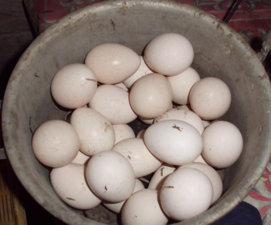 Telur Ayam Poland
