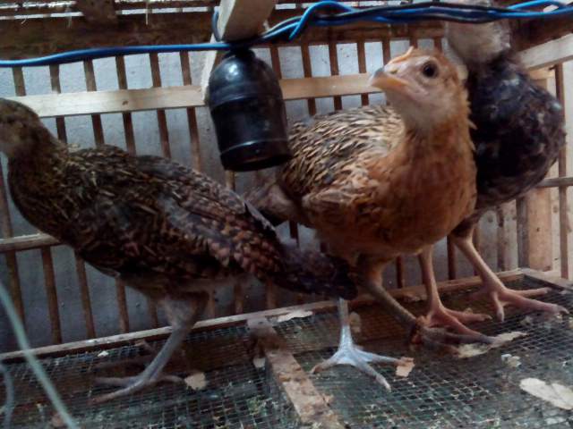 Ayam Bekisar 2 betina 1 jantan umur 2 bulan