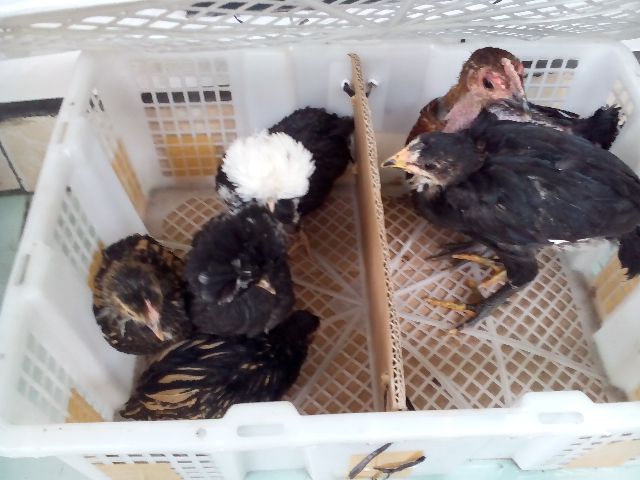 Anakan Ayam Batik Kanada, Anakan Ayam Polan, Anakan Ayam Pelung Cianjur