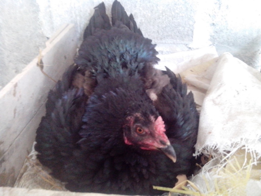 Cara Mudah Menetaskan Telur Ayam Hias dengan Indukan Ayam Lain