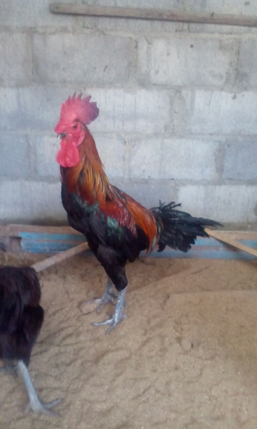 Gambar Ayam Pelung Jantan Trah Cianjur