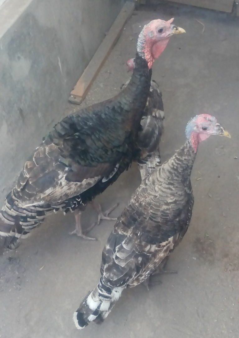Ayam Kalkun Bronze siap kirim Bekasi Selatan
