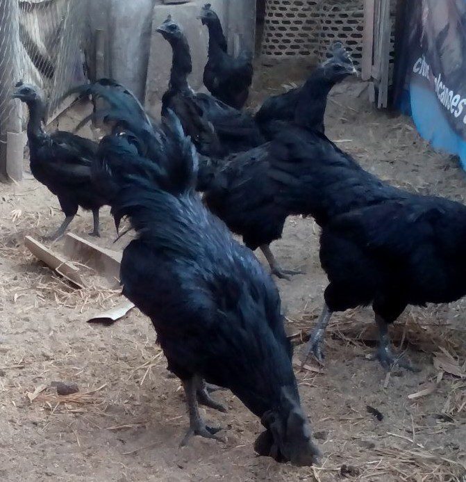Ayam Cemani dalam Pengamatan