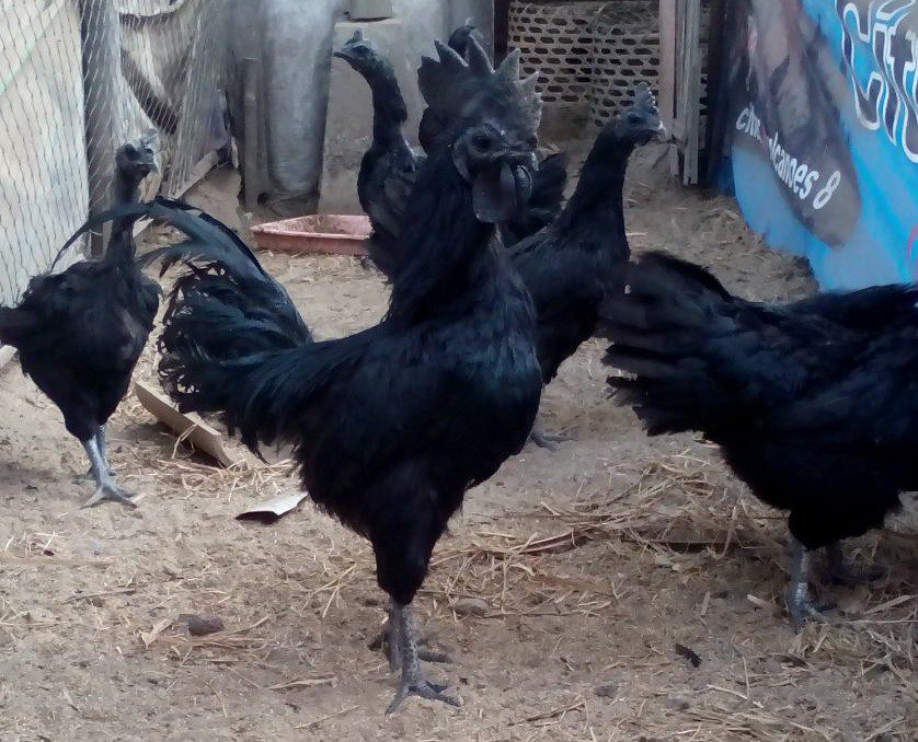 Ayam Cemani Muda Berkualitas