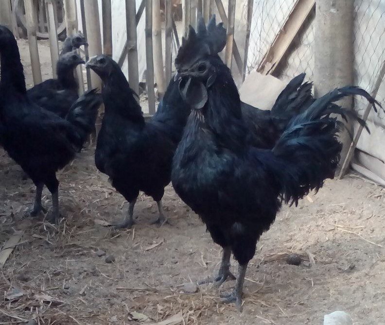 Ayam Cemani Sebagai Hewan Ternak Premium