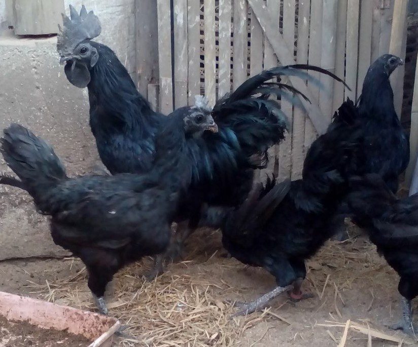 Ayam Cemani Betina Berkualitas Tinggi