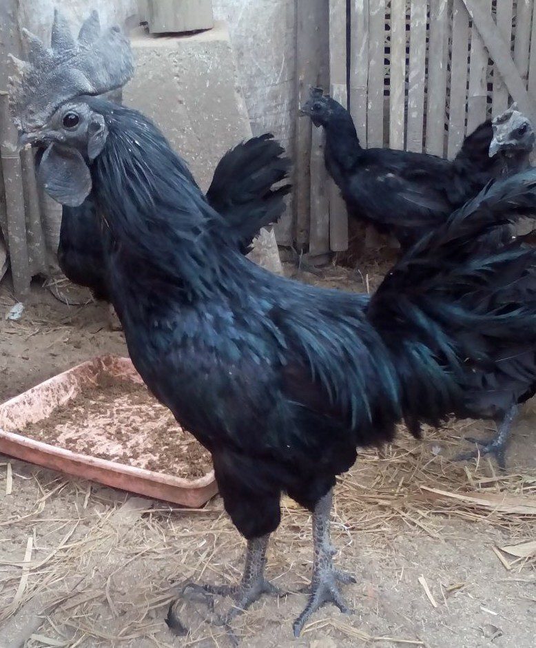 Ayam Cemani dalam Kandang Bersih