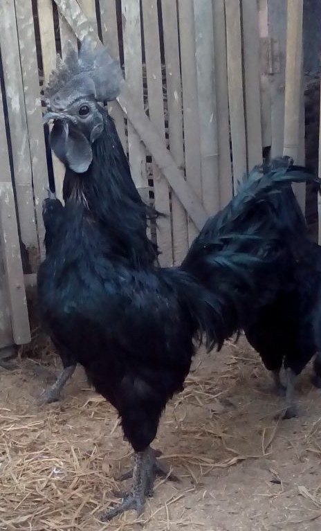 Ayam Cemani dengan Postur Sempurna