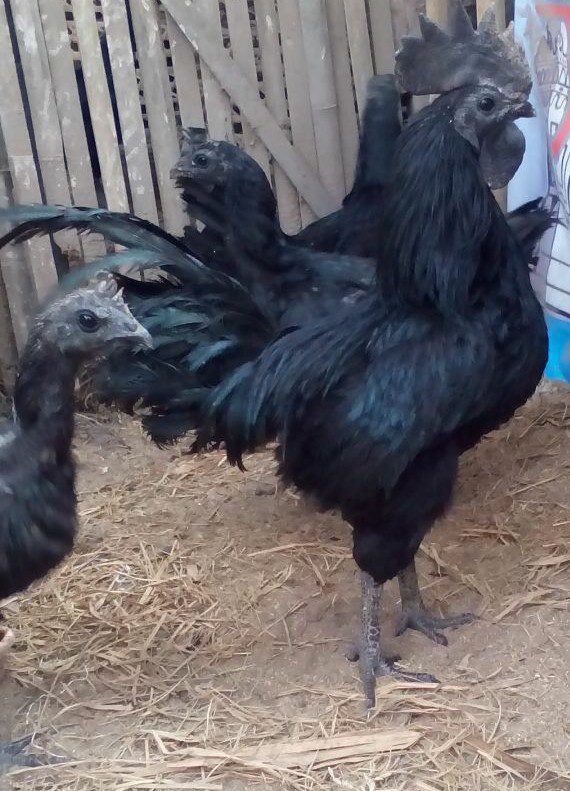 Ayam Cemani Aktif di Kandang