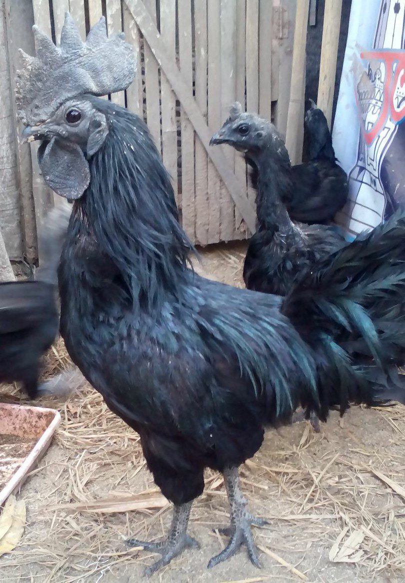 Ayam Cemani Bertelur