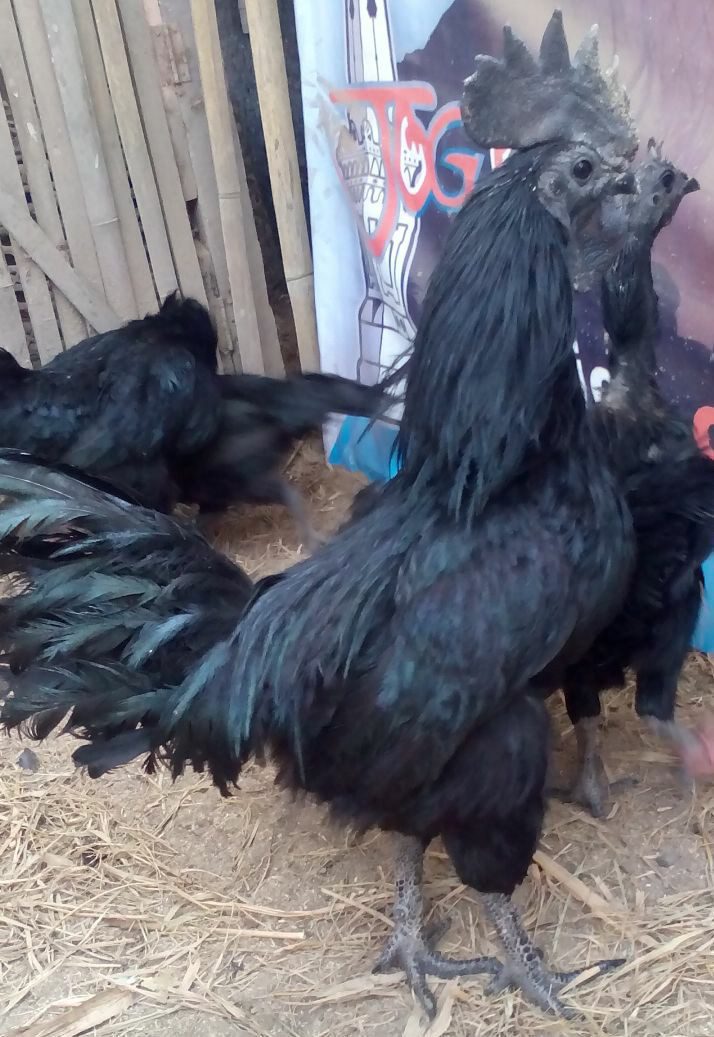 Ayam Cemani Siap Bertelur