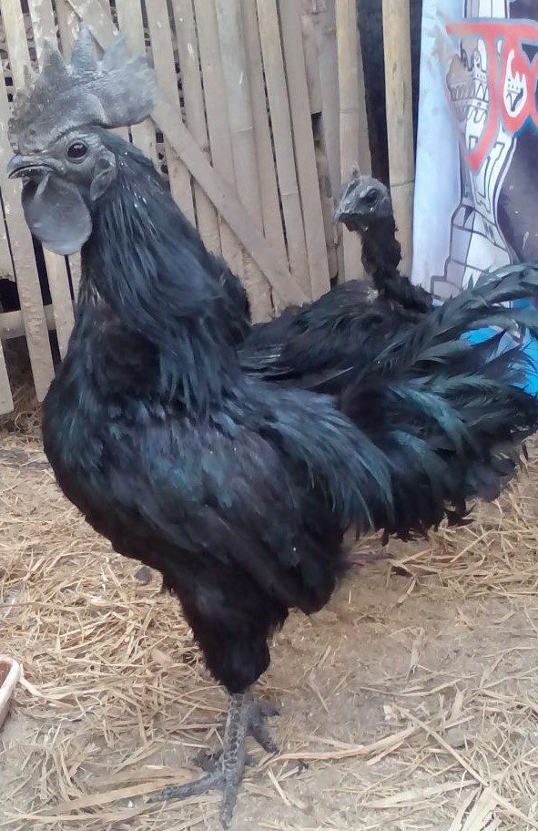 Ayam Cemani dalam Kondisi Ideal