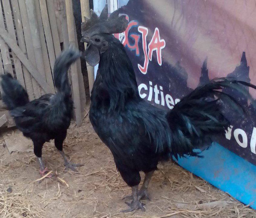 Ayam Cemani Jantan yang Gagah