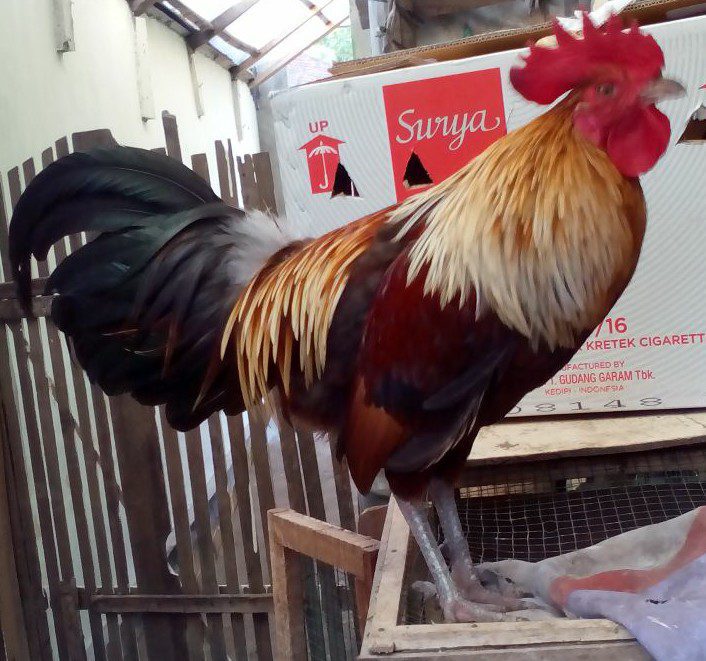 Ayam Ketawa Pesanan Pak Amat di Pondok Gede Bekasi