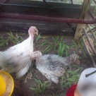 wpid img 20141019 1734261 Jual Ayam Hias HP : 08564 77 23 888 | BERKUALITAS DAN TERPERCAYA Jawaban Pertanyaan Pak Beny di Tamiang Layang Kalimantan Tengah