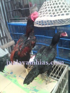 Ayam Bangkok Jantan dan Betina Umur 7 Bulan