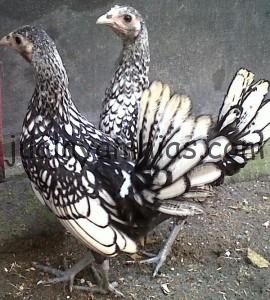 Ayam Batik Itali Dewasa Indukan