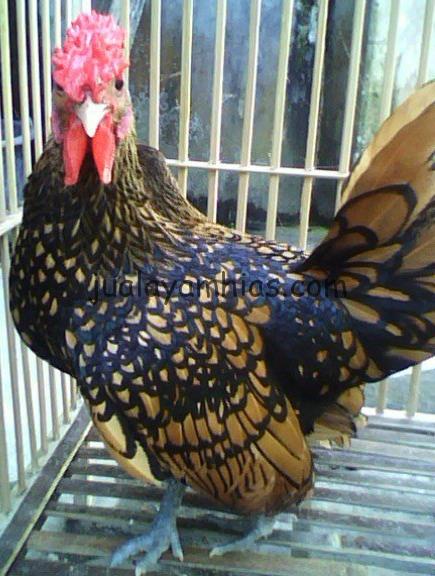 Ayam Batik Kanada Coklat Gold Indukan