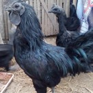 Ayam Cemani (2)