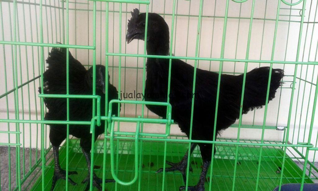 Salah satu jenis kandang yang bisa digunakan ialah kandang besi seperti di gambar diatas, namun Anda juga bisa mengumbar ayam cemani Anda. | Cemani di Kandang Hijau