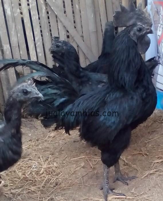 Ayam Cemani memiliki warna hitam hampir di seluruh tubuhnya, keculai pada bagian lidah dan darah. | Ayam Cemani