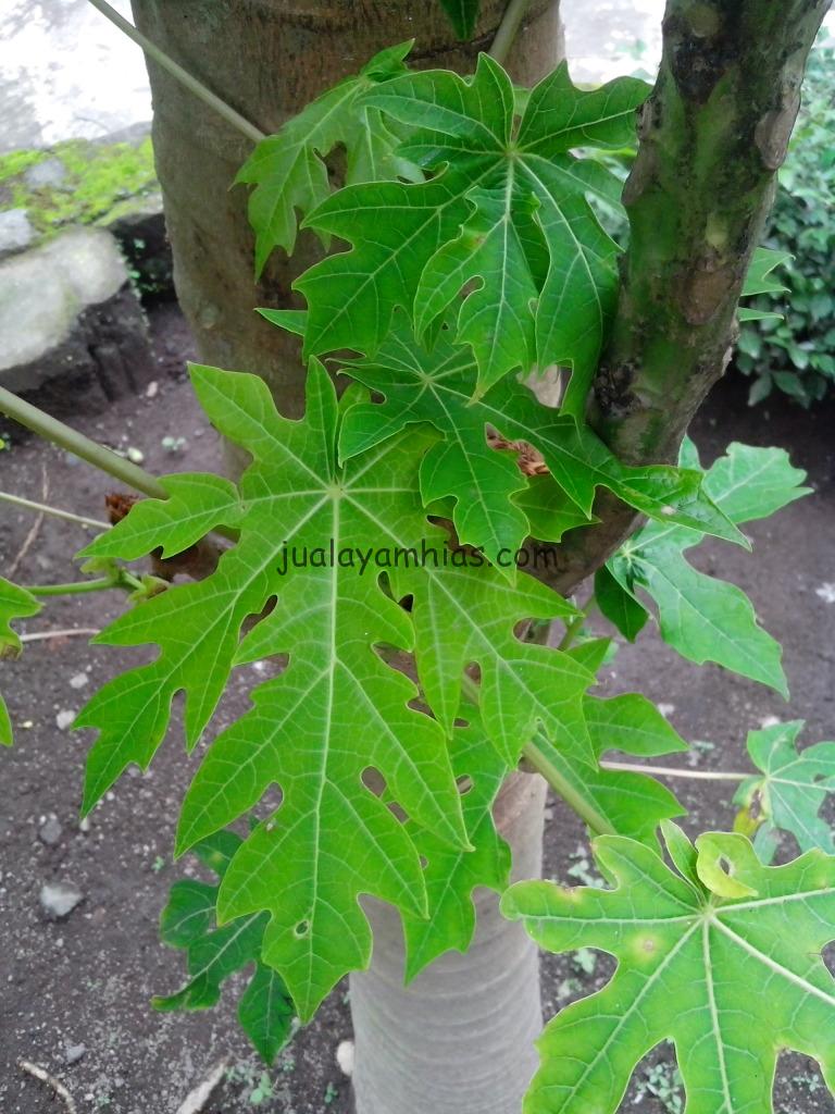 Daun Pepaya