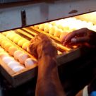 Proses Penetasan Telur Ayam Hias