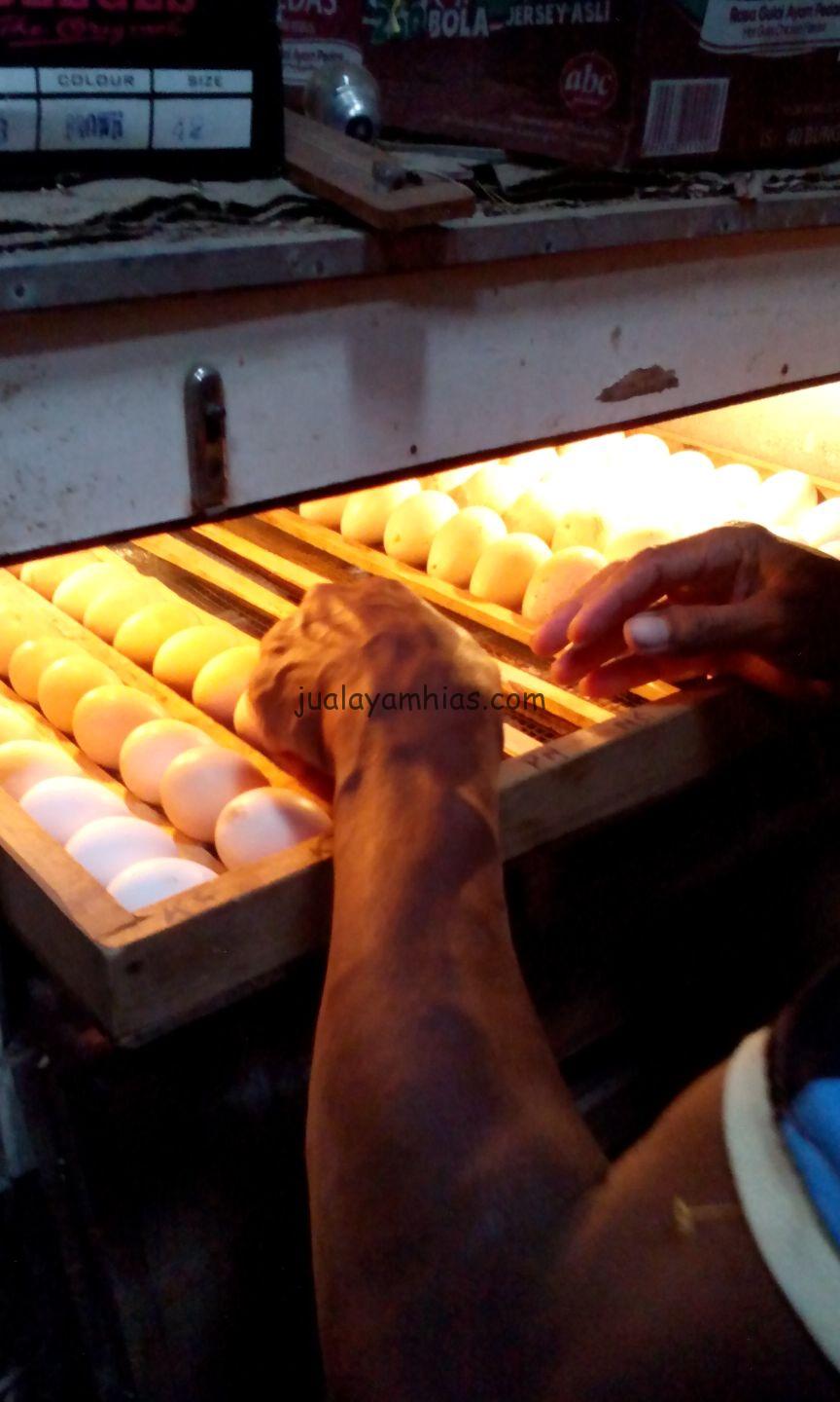Proses Penetasan Telur Ayam Hias