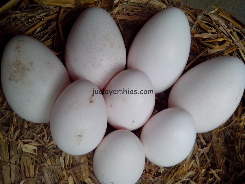 Manfaat Telur Ayam kalkun