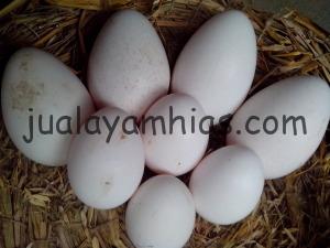 Telur Ayam Kalkun dan Ayam Hias