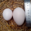 Perbandingan Besar Telur Kalkun dengan Telur Ayam Hias Lainya