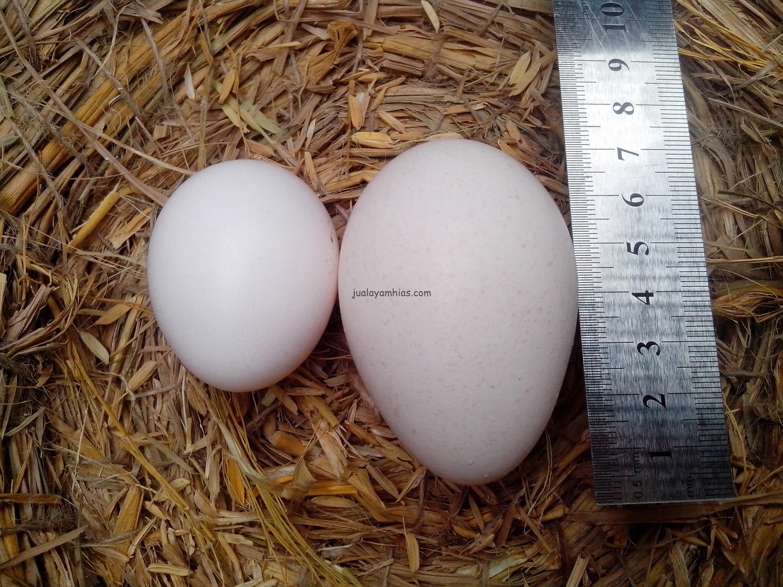 Perbandingan Besar Telur Kalkun dengan Telur Ayam Hias Lainya