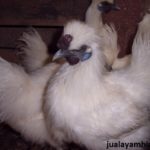 2. Ayam Kapas Dewasa Jual Ayam Hias HP : 08564 77 23 888 | BERKUALITAS DAN TERPERCAYA Galeri Foto