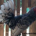 Ayam Batik Itali Dewasa 10 Jual Ayam Hias HP : 08564 77 23 888 | BERKUALITAS DAN TERPERCAYA Galeri Foto