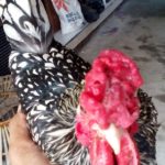 Ayam Batik Itali Jantan Dewasa 2 Jual Ayam Hias HP : 08564 77 23 888 | BERKUALITAS DAN TERPERCAYA Galeri Foto