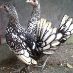 Ayam Batik Itali Umur 4 Bulan Jual Ayam Hias HP : 08564 77 23 888 | BERKUALITAS DAN TERPERCAYA Galeri Foto