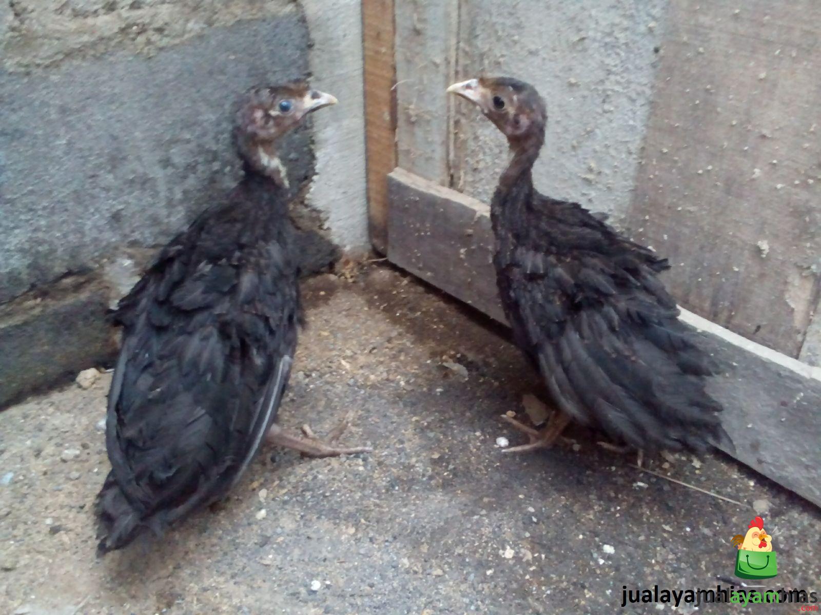 Ayam Kalkun Black Spanish Umur 1 Bulan 1 Pengiriman Berbagai Kalkun Pesanan Pak Yubi di Pati Jawa Tengah Jual Ayam Hias HP : 08564 77 23 888 | BERKUALITAS DAN TERPERCAYA Pengiriman Berbagai Kalkun Pesanan Pak Yubi di Pati Jawa Tengah Pengiriman Berbagai Kalkun Pesanan Pak Yubi di Pati Jawa Tengah