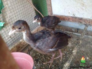 Ayam Kalkun Black Spanish Umur 1 Bulan 2 Jual Ayam Hias HP : 08564 77 23 888 | BERKUALITAS DAN TERPERCAYA Pengiriman Berbagai Jenis Ayam Hias Pesanan Pak Susanto di Medan
