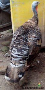 Ayam Kalkun Bronze Dewasa 1 Jual Ayam kalkun dari Bibit Sampai Dewasa Siap di Ternakan Jual Ayam Hias HP : 08564 77 23 888 | BERKUALITAS DAN TERPERCAYA Jual Ayam kalkun dari Bibit Sampai Dewasa Siap di Ternakan Jual Ayam kalkun dari Bibit Sampai Dewasa Siap di Ternakan