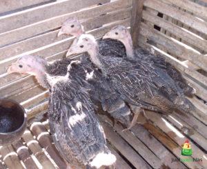 Ayam Kalkun Bronze Umur 2 Bulan Pesanan Bapak Edo di Palembang
