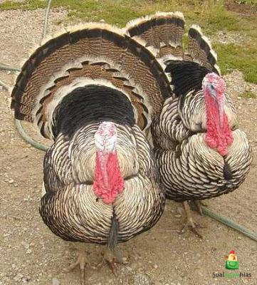 Ayam Kalkun Narraganset Dewasa Jantan Jual Ayam Hias HP : 08564 77 23 888 | BERKUALITAS DAN TERPERCAYA Cara Mengatasi Berbagai Penyakit Yang Menyerang Pada Ayam Kalkun