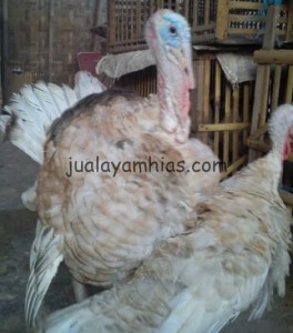 Ayam Kalkun Pencil Red