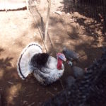Ayam Kalkun Royal Palm Dewasa 1 Jual Ayam Hias HP : 08564 77 23 888 | BERKUALITAS DAN TERPERCAYA Galeri Foto