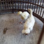 Beberapa Ayam Hias Pesanan Bapak Aang di Lampung