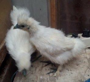 Ayam Kapas umur 2 Bulan
